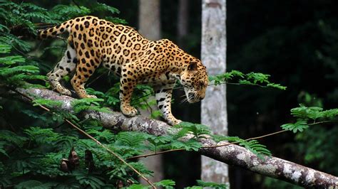do jaguars live in america